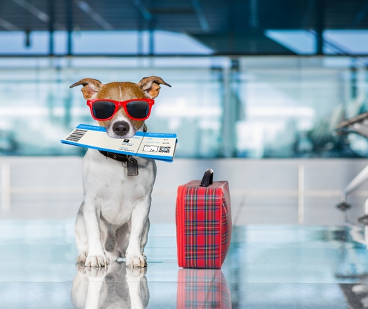 How to Travel with Your Dog?