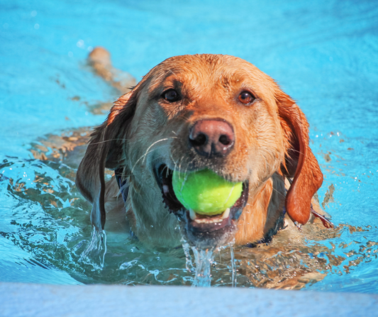 A Complete Guide to Dog Exercise Fun: Keeping Your Pup Happy and Healthy