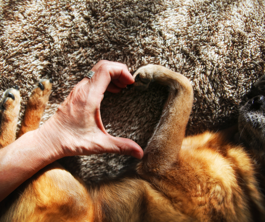 The Healing Paws: The Role of Dogs in Therapy and Emotional Support