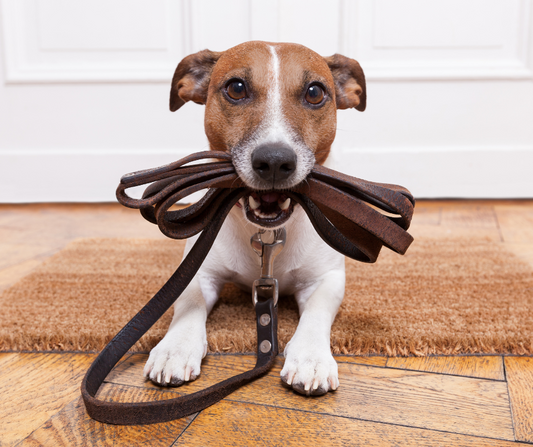 10 Essential Tips for New Dog Owners